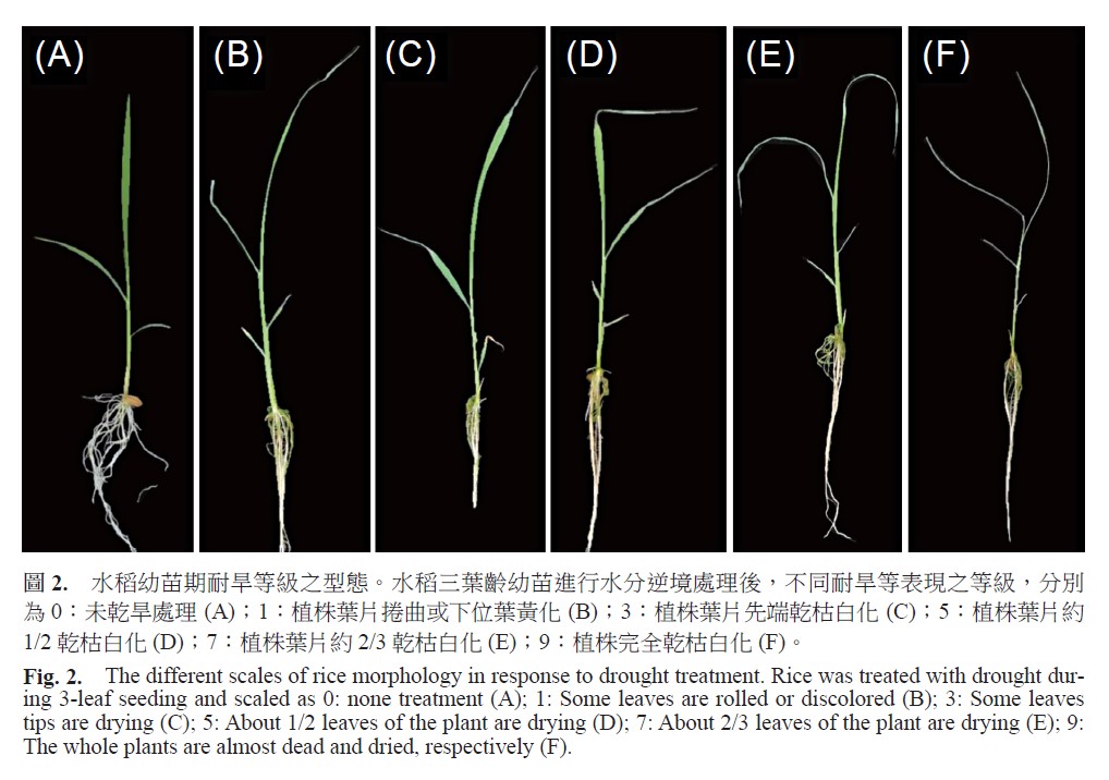 The different scales of rice morphology in response to drought treatment. Rice was treated with drought during 3-leaf seeding and scaled as 0: none treatment (A)、 1: Some leaves are rolled or discolored (B)、 3: Some leaves tips are drying (C)、 5: About 1/2 leaves of the plant are drying